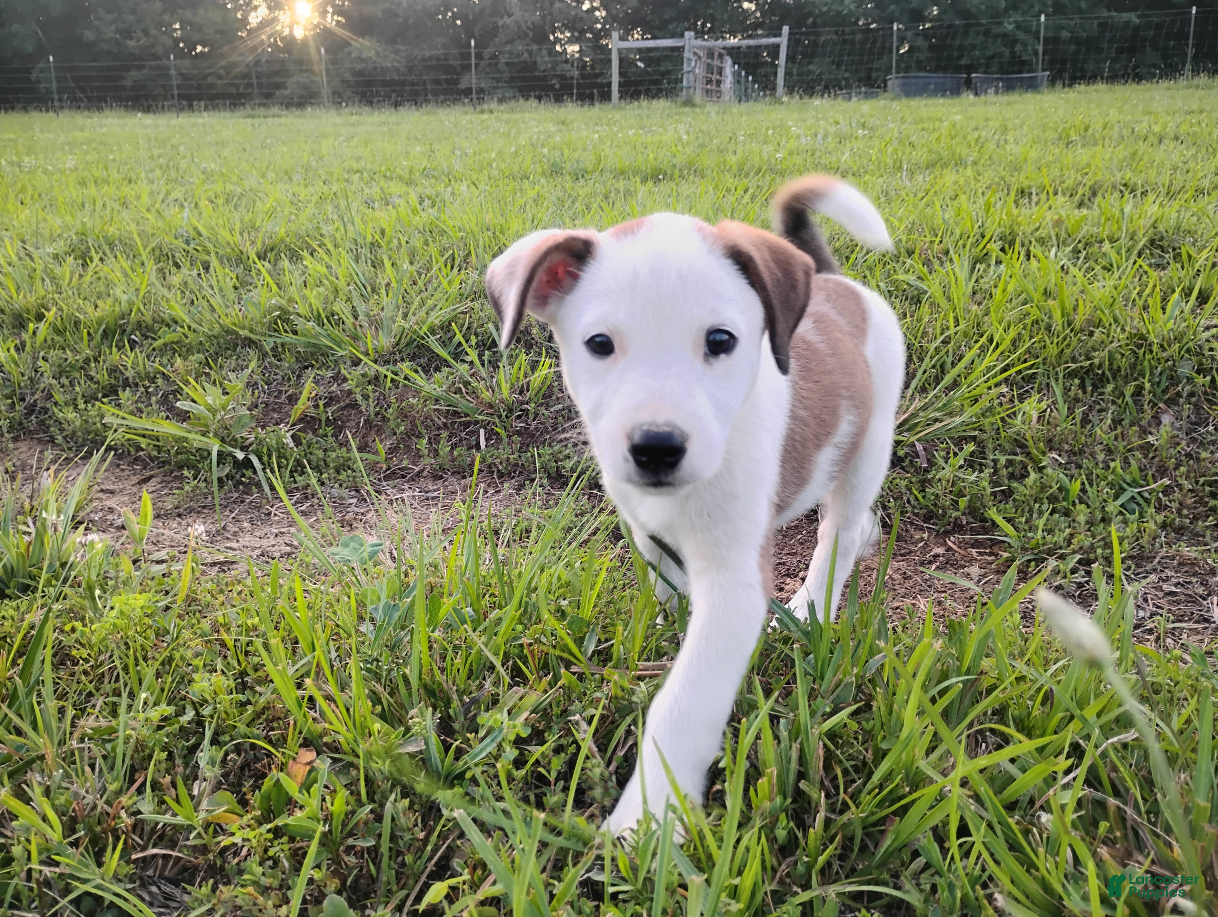 Mixed Breed dogs Shae - Ad 24