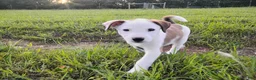 Mixed Breed dogs for sale: Shae - Ad 1