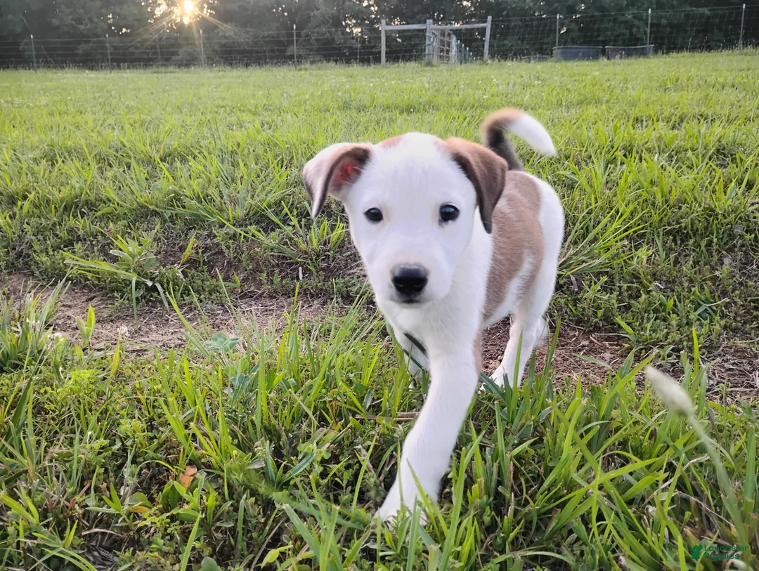 Mixed Breed dogs for sale: Shae - Ad 1