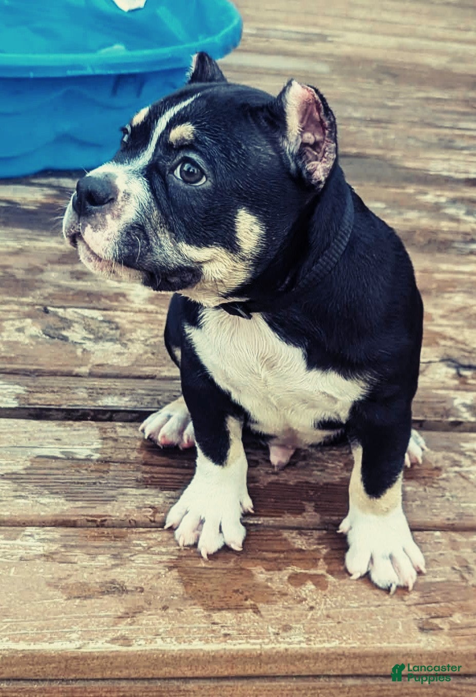 American Bully dogs American Bully 2 - Ad 41