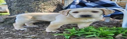 Labrador Retriever dogs for sale: King - Ad 4