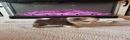 Pomeranian dogs for sale: Gazelle - Ad 4