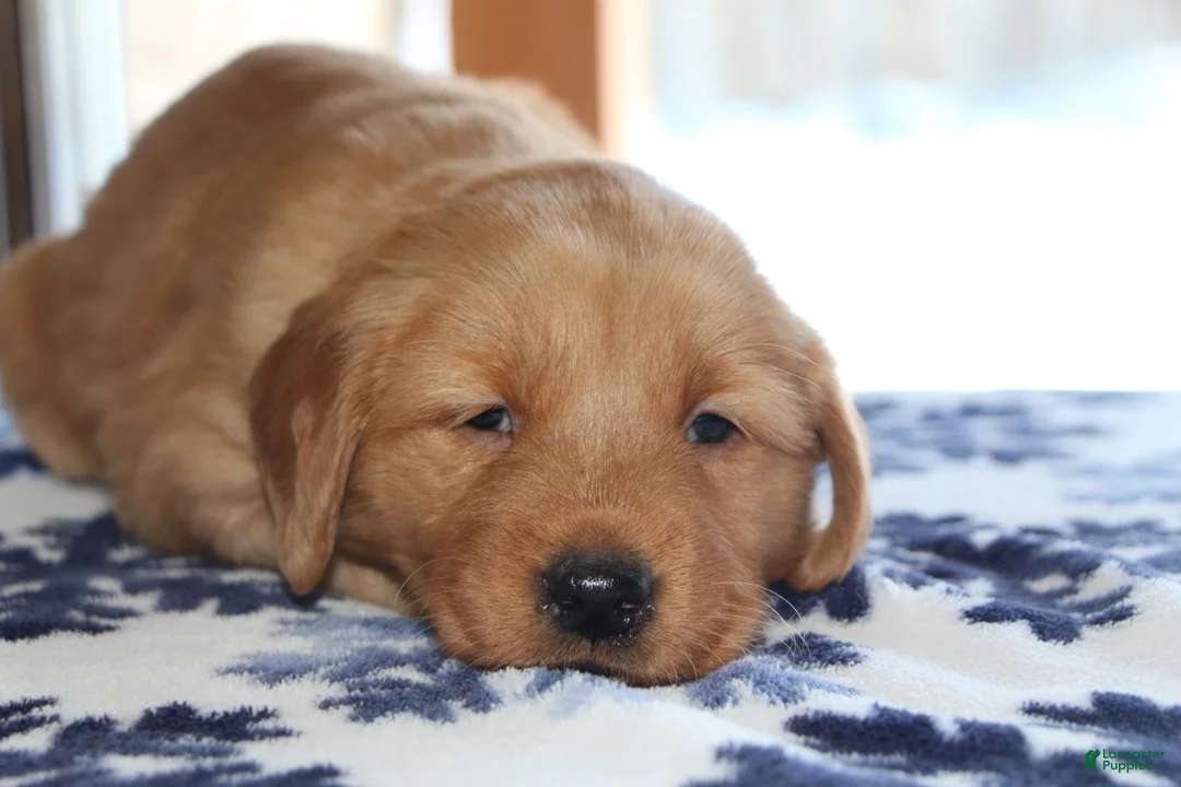 Golden Retriever dogs for sale: Brinn - Ad 3
