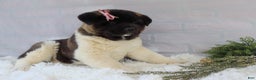Akita dogs for sale: Rosa - Ad 4