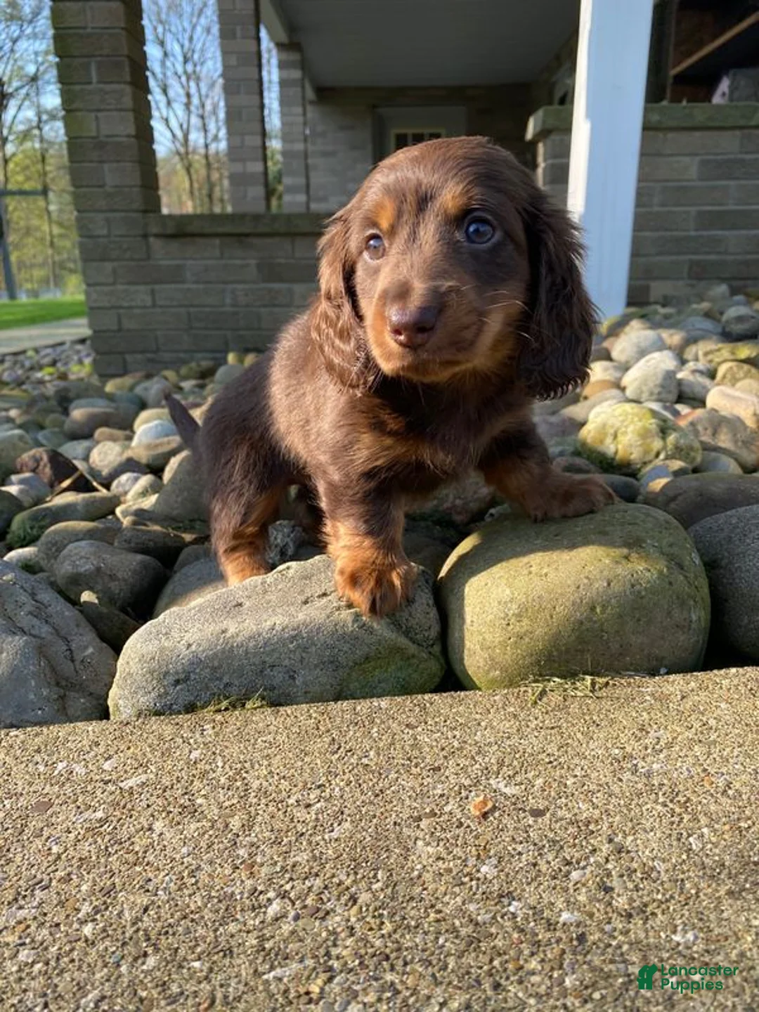 Miniature Dachshund dogs for sale: Ace - Ad 2