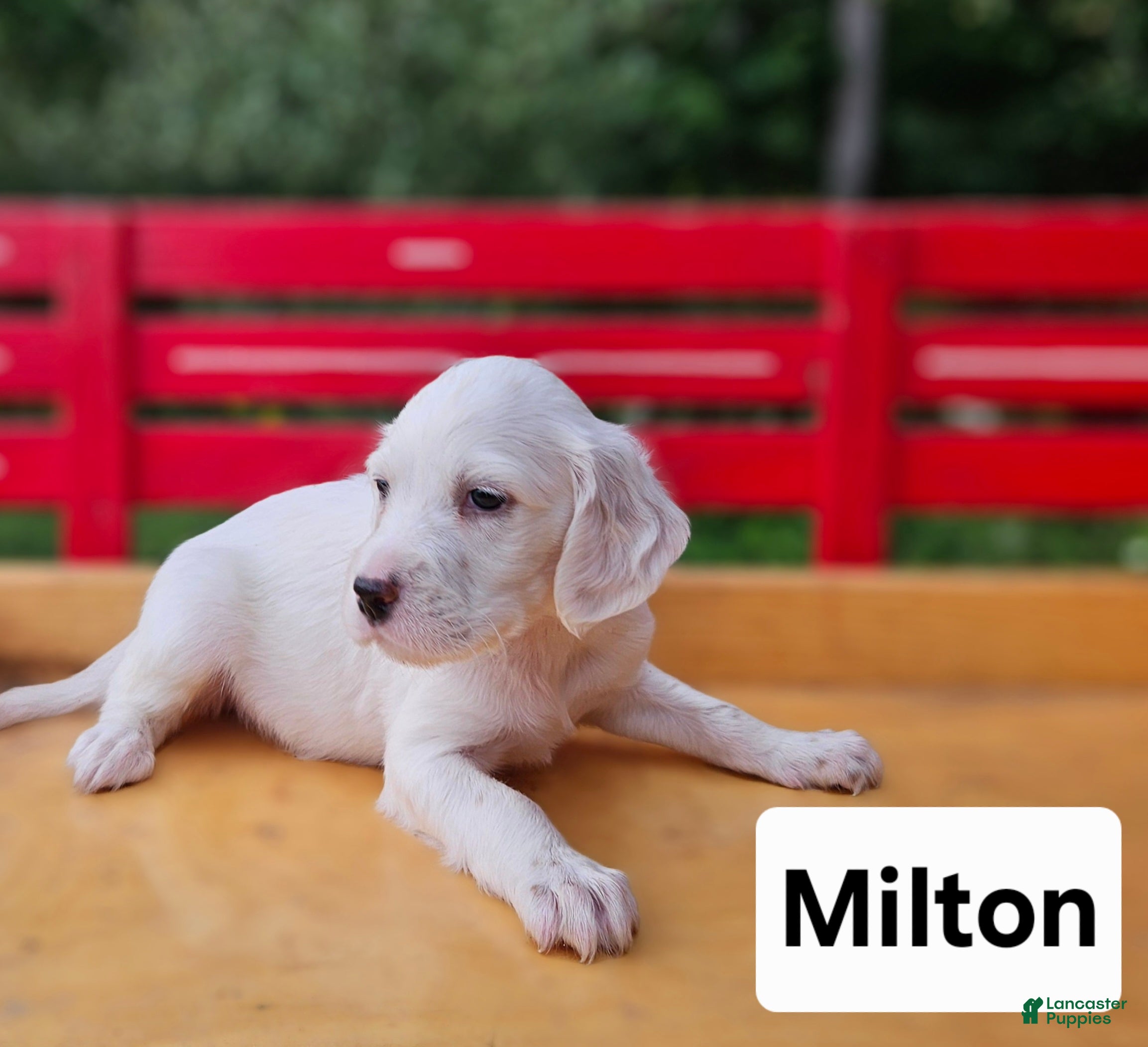 English Setter dogs Milton - Ad 6