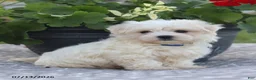Maltese dogs for sale: Arlene - Ad 11