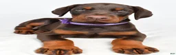 Doberman Pinscher dogs for sale: Beulah - Ad 4