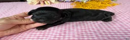 Havapoo dogs for sale: Havapoo 4 - Ad 6