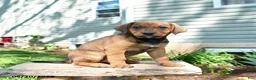 Mixed Breed dogs for sale: Spencer - Ad 3