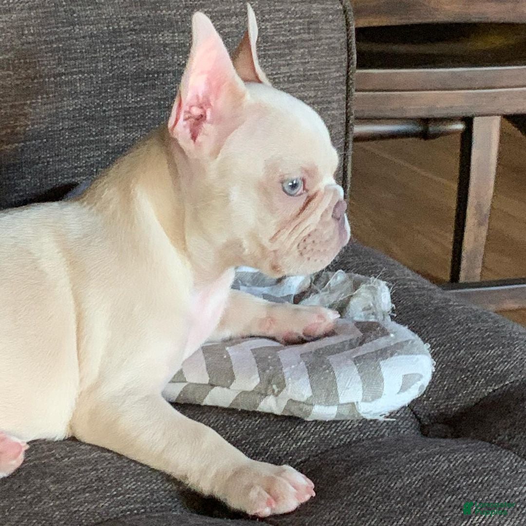 French Bulldog dogs Papa - Ad 19