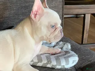 French Bulldog dogs Papa - Ad 19