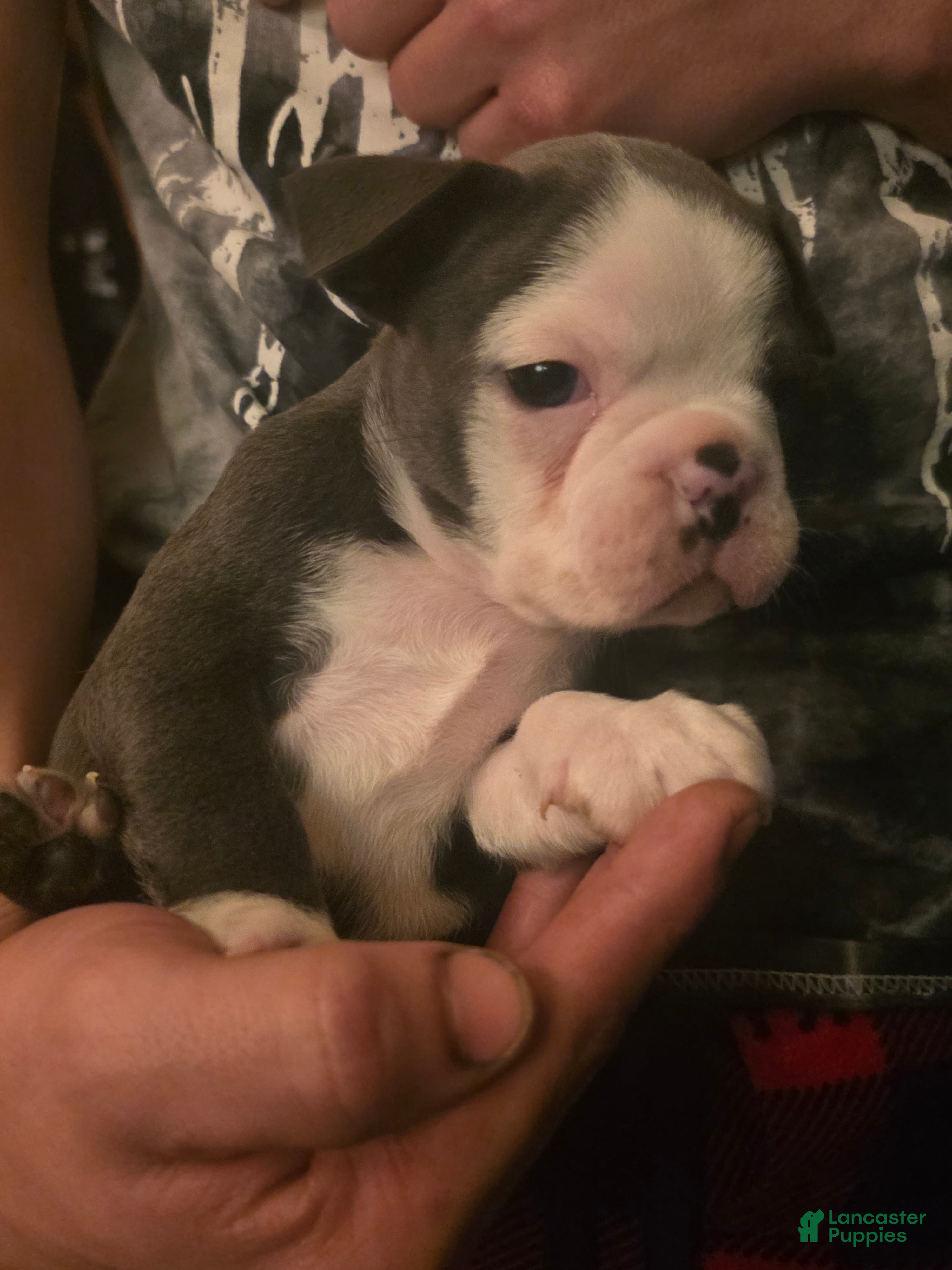 Frenchton dogs Yellow - Ad 2