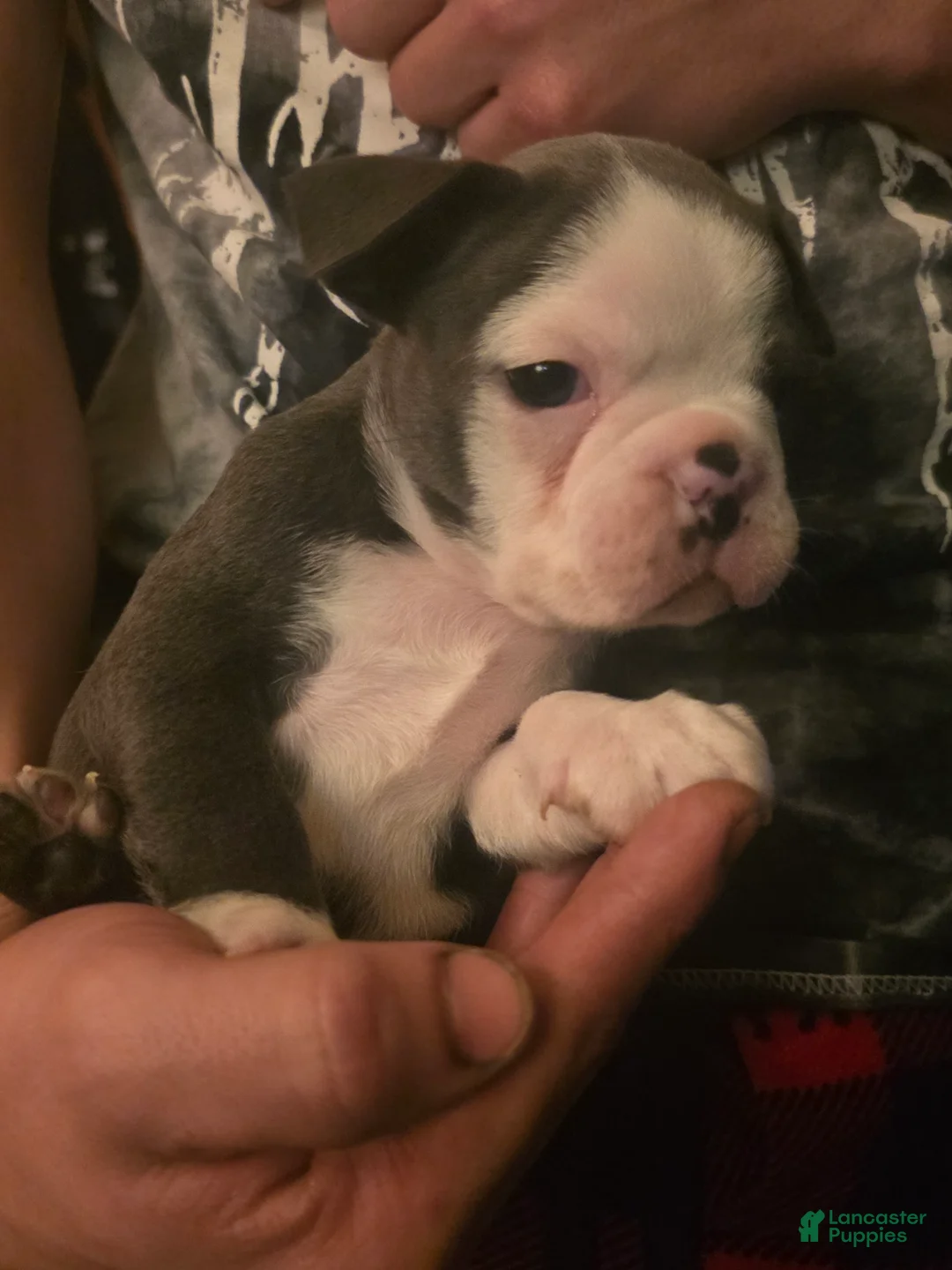 Frenchton dogs for sale: Yellow - Ad 2