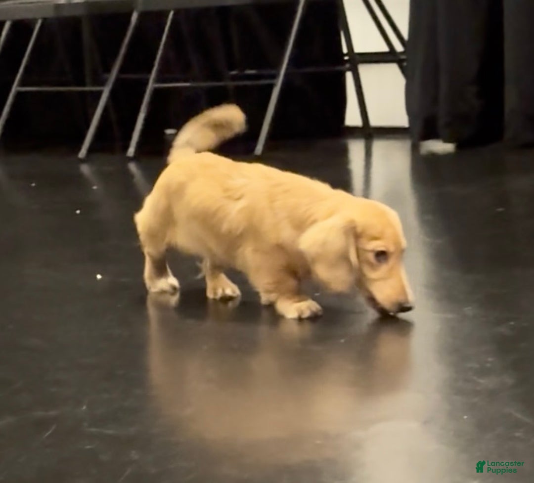 Miniature Dachshund dogs for sale: Cream dapple - Ad 7