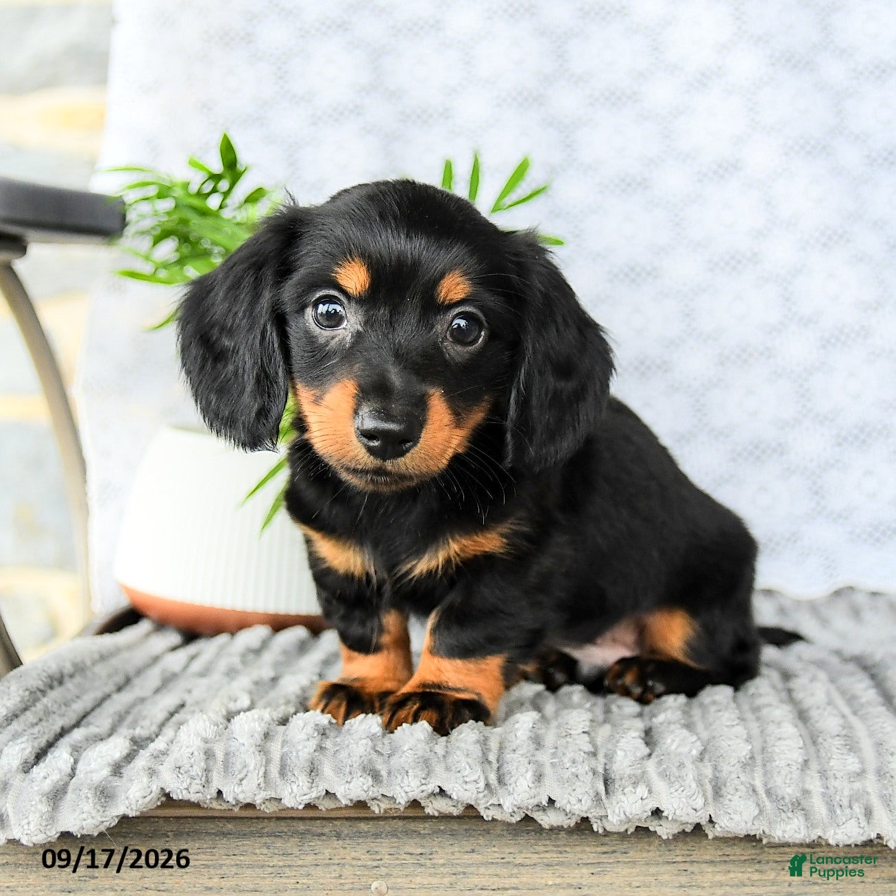 Miniature Dachshund dogs Heath  - Ad 2