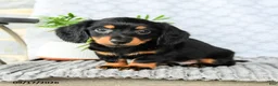 Miniature Dachshund dogs for sale: Heath  - Ad 2