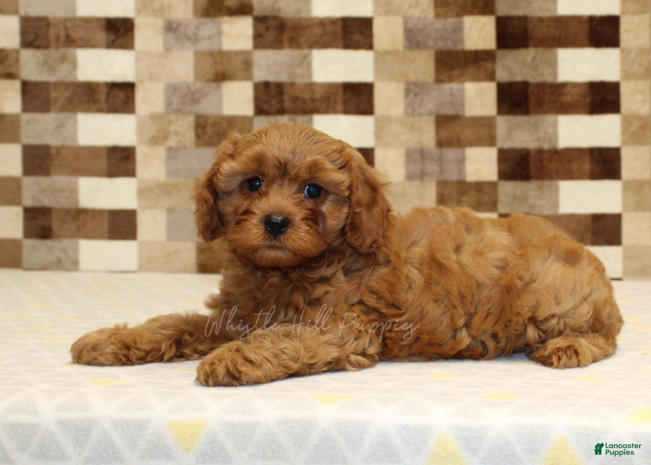 Cavapoo dogs Dolly - Ad 2