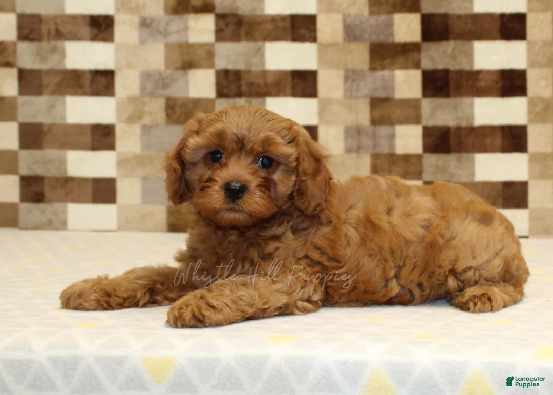 Cavapoo dogs for sale: Dolly - Ad 2