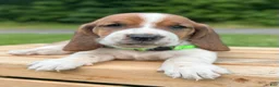 Basset Hound dogs for sale: Oliver - Ad 2