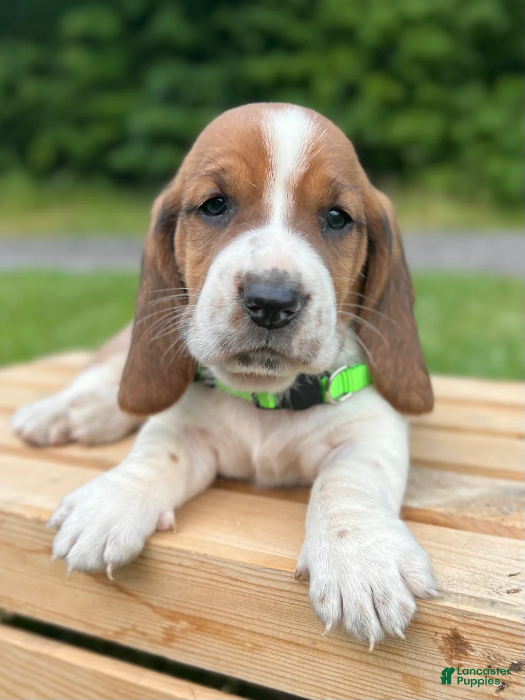 Basset Hound dogs for sale: Oliver - Ad 2