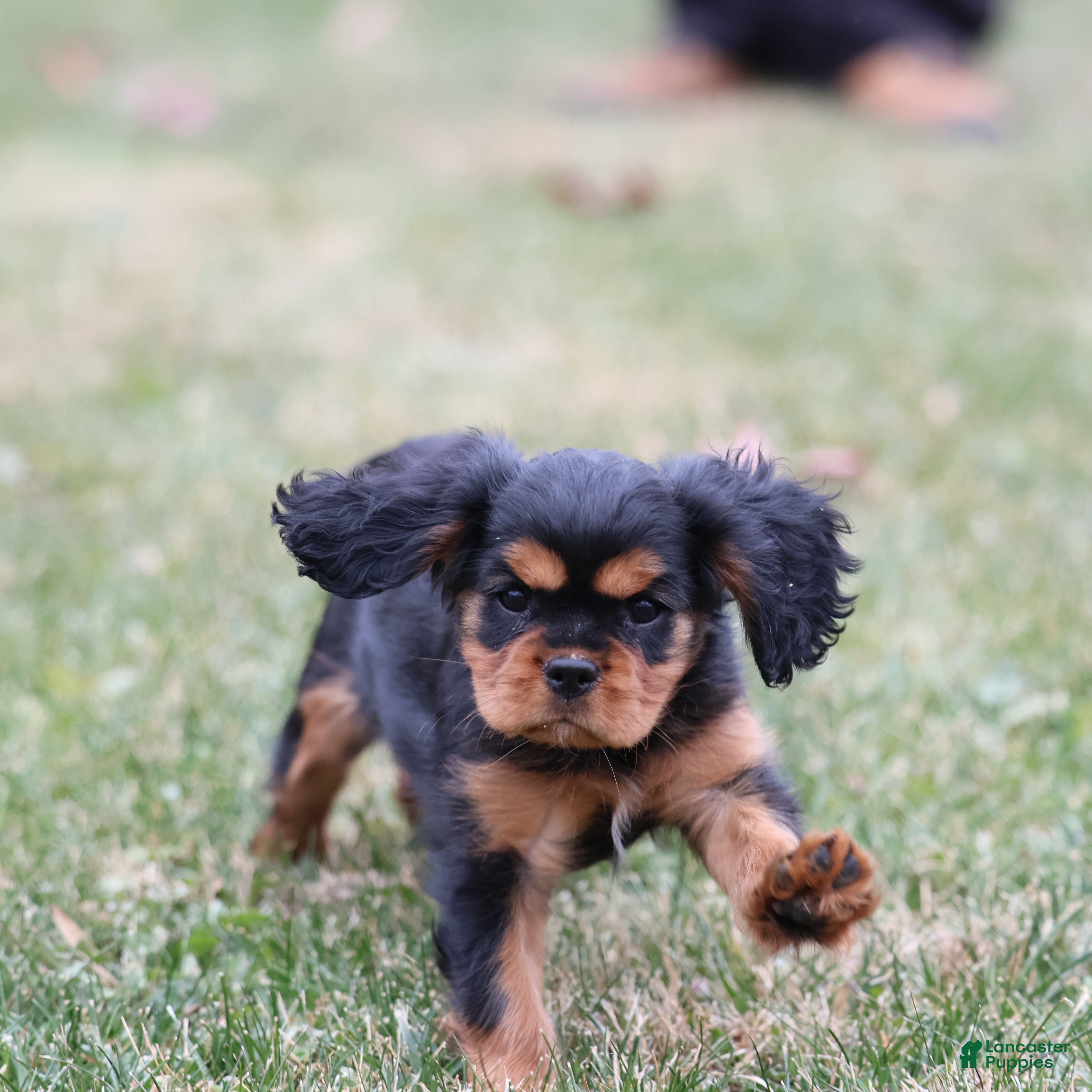 Cavalier King Charles Spaniel dogs Smartie  - Ad 3