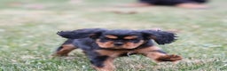 Cavalier King Charles Spaniel dogs for sale: Smartie  - Ad 1