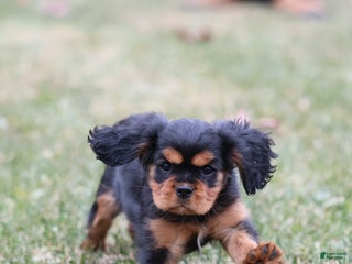 Cavalier King Charles Spaniel dogs Smartie - Ad 9