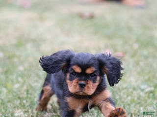 Cavalier King Charles Spaniel dogs Smartie - Ad 36