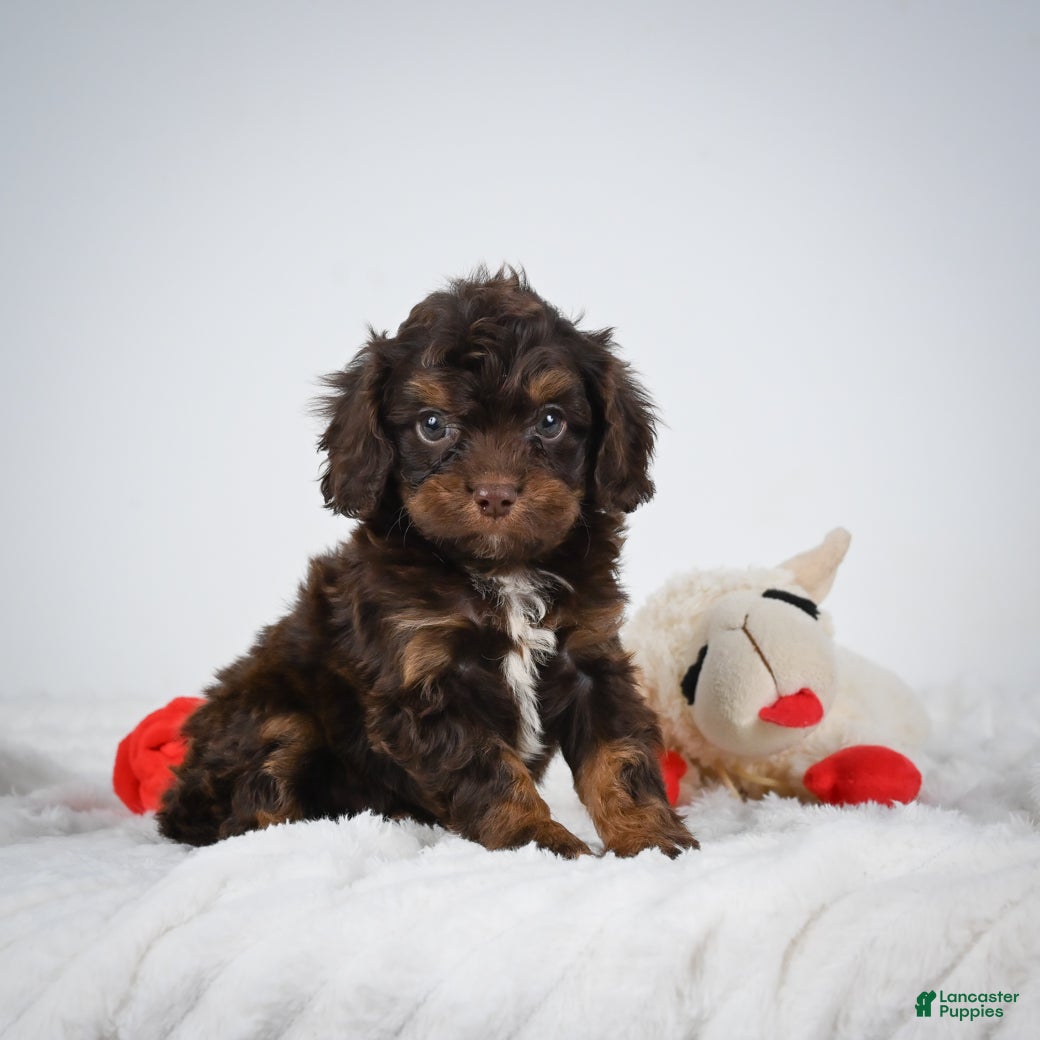 Cavapoo dogs Ren - Ad 1