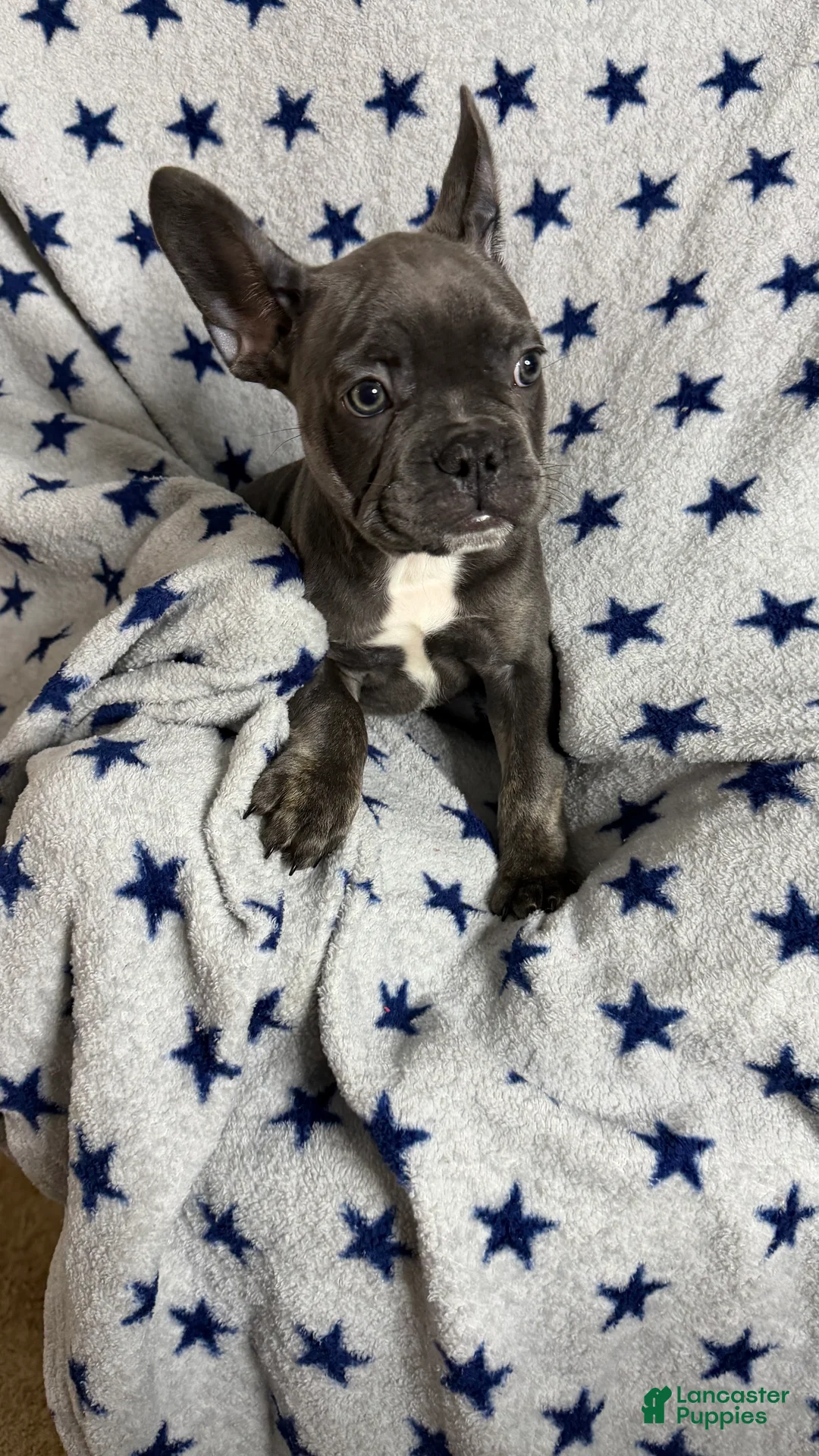 French Bulldog dogs for sale: Hulk - Ad 1