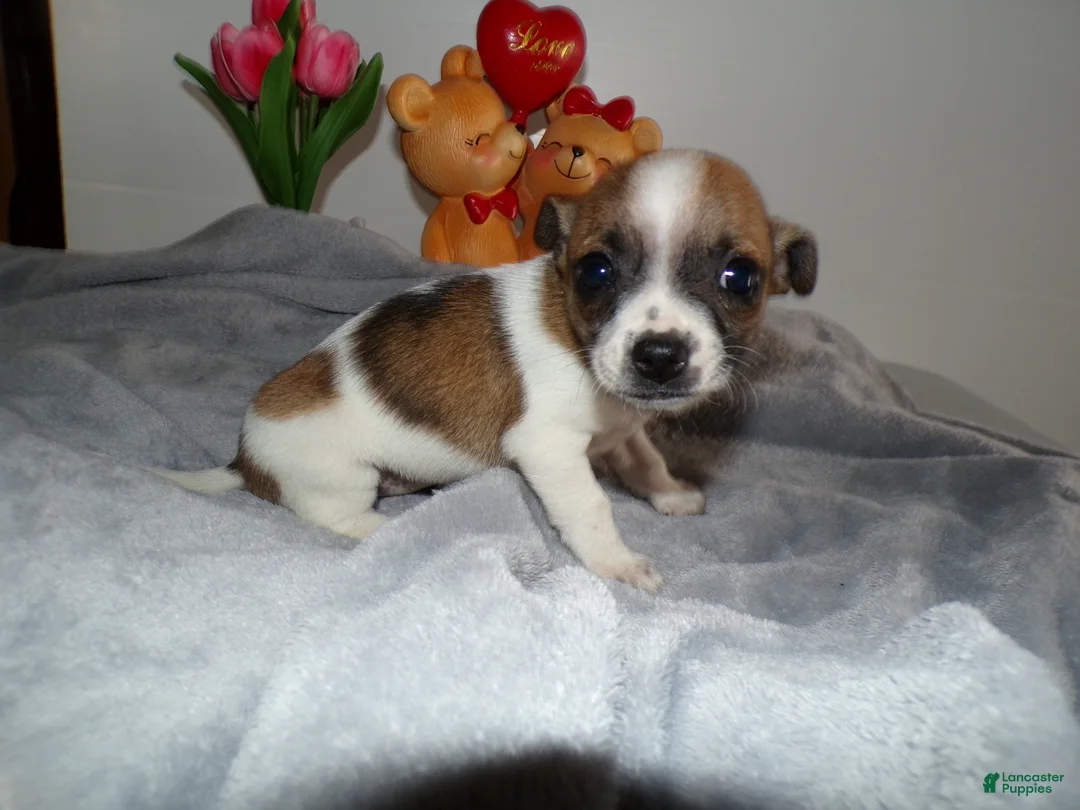 Chihuahua dogs for sale: Chihuahua Puppy 2 Lovette - Ad 3