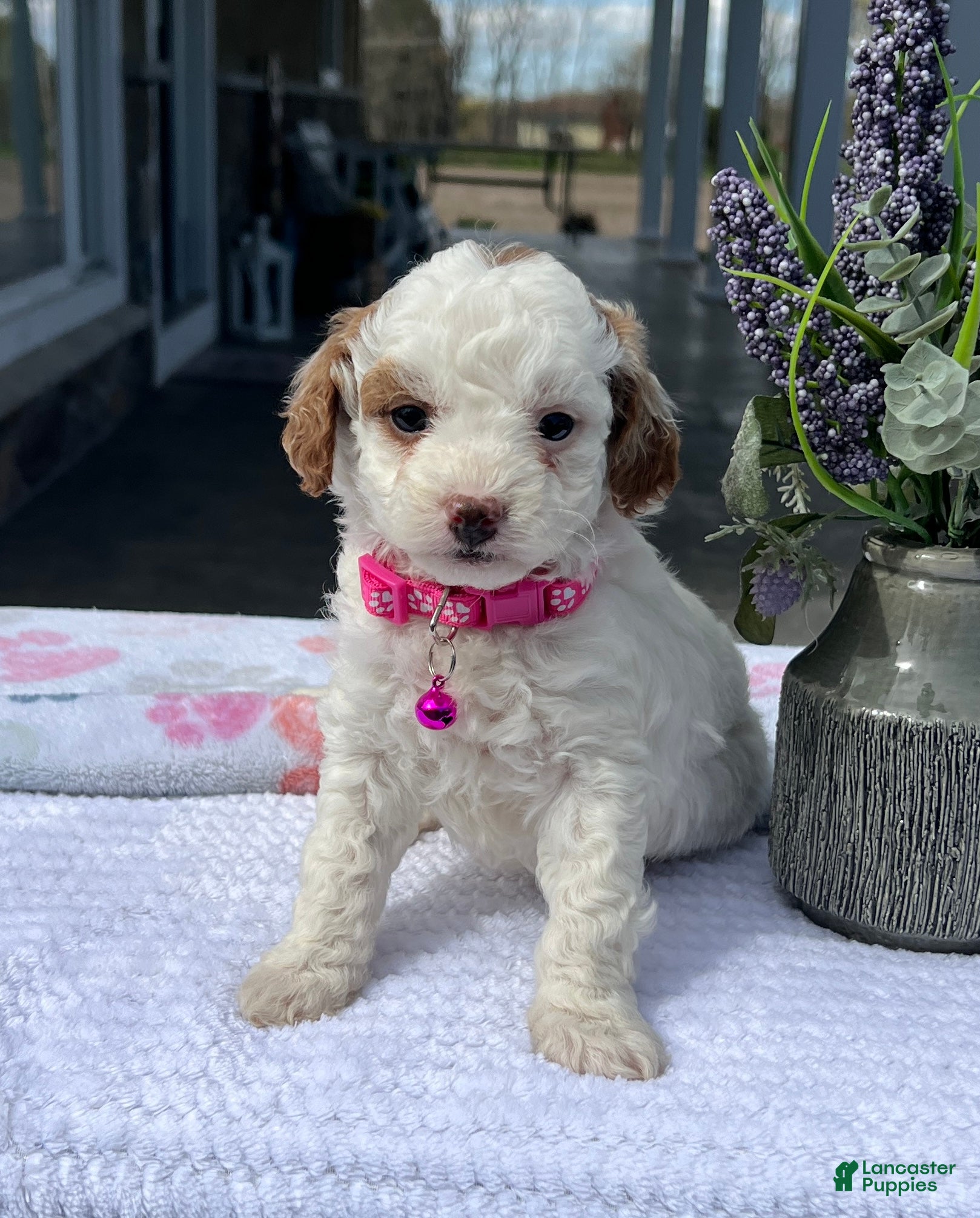 Mini Goldendoodle dogs Maizy - Ad 1