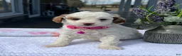 Mini Goldendoodle dogs for sale: Maizy - Ad 1