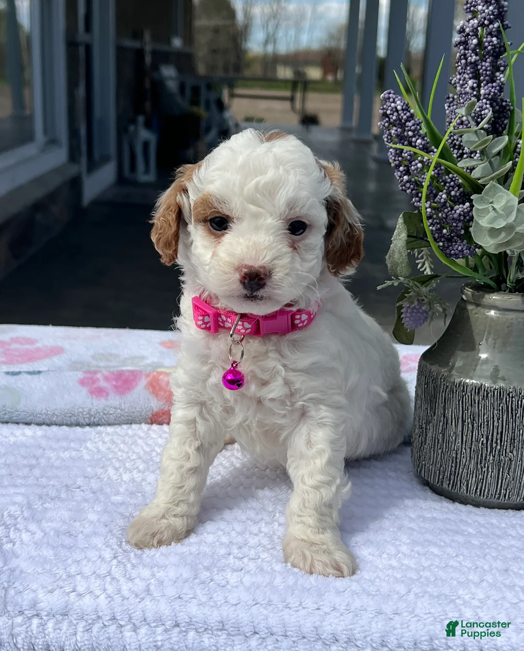 Mini Goldendoodle dogs for sale: Maizy - Ad 1
