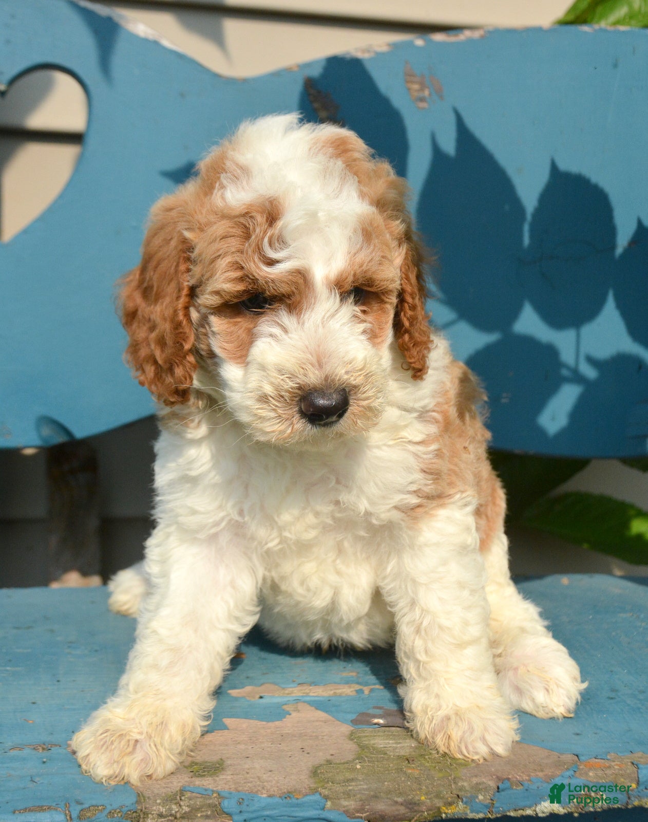 Mini Goldendoodle dogs Dodger Micro Goldendoodle  - Ad 5