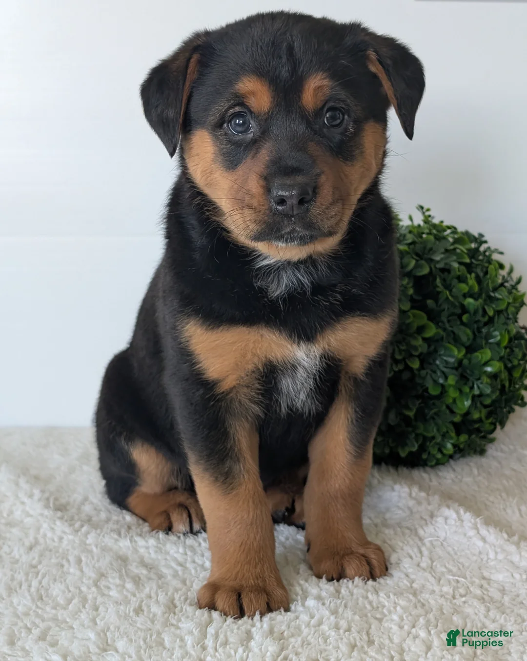 Mixed Breed dogs for sale: Luna - Ad 1
