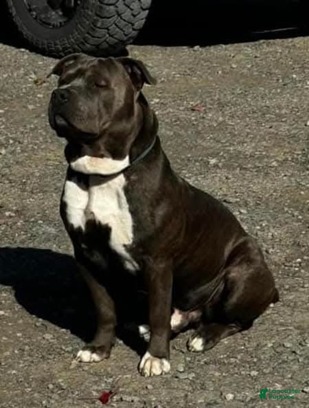 Mixed Breed dogs for sale: Hermes - Ad 4