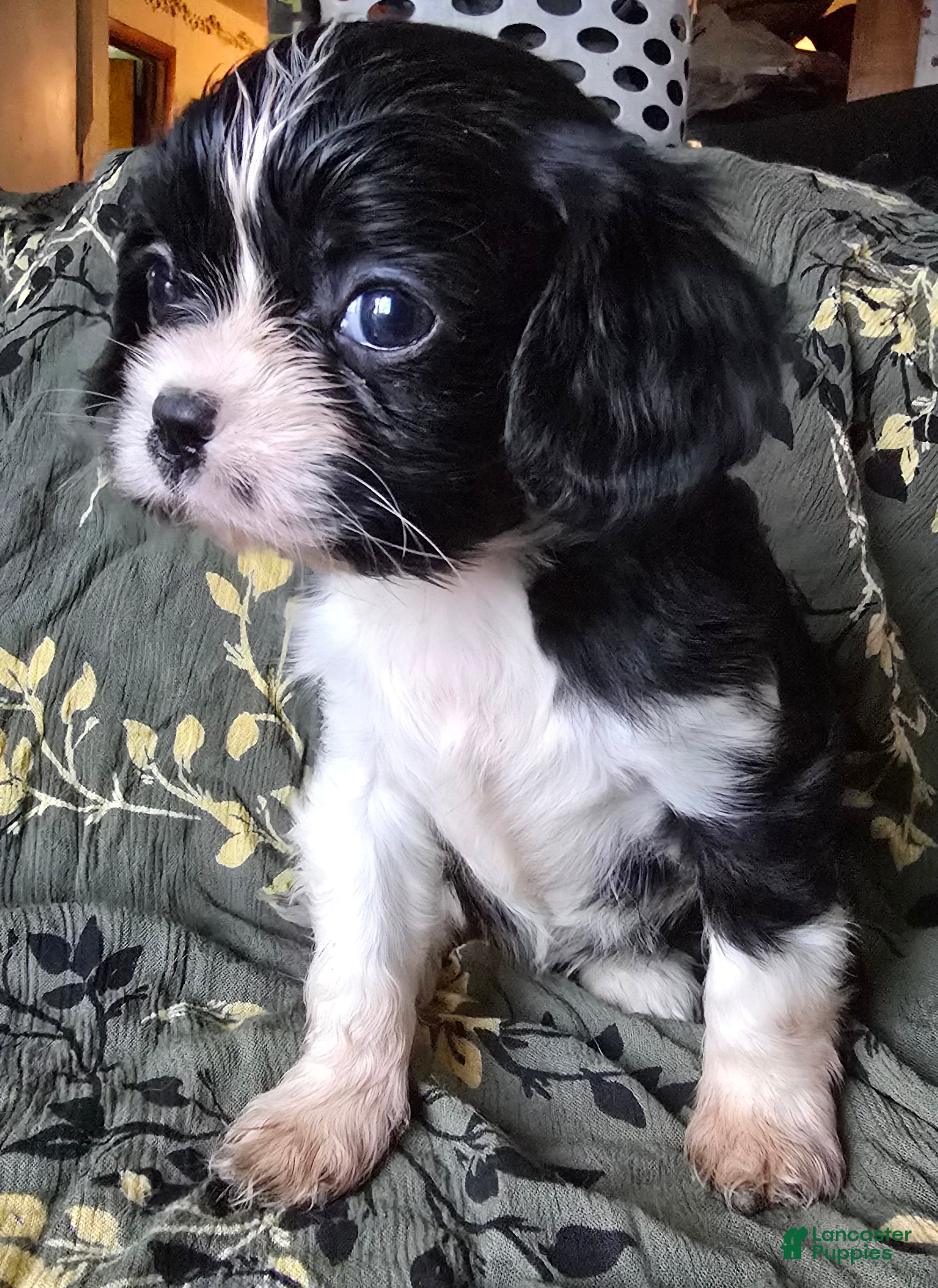 Cavalier King Charles Spaniel dogs TINY black and white - Ad 3