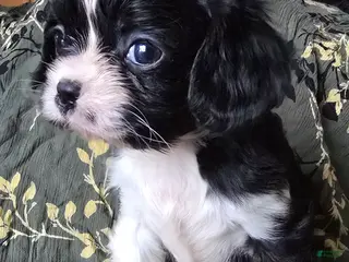 Cavalier King Charles Spaniel dogs TINY black and white - Ad 3