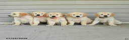 Golden Retriever dogs for sale: Rango - Ad 3