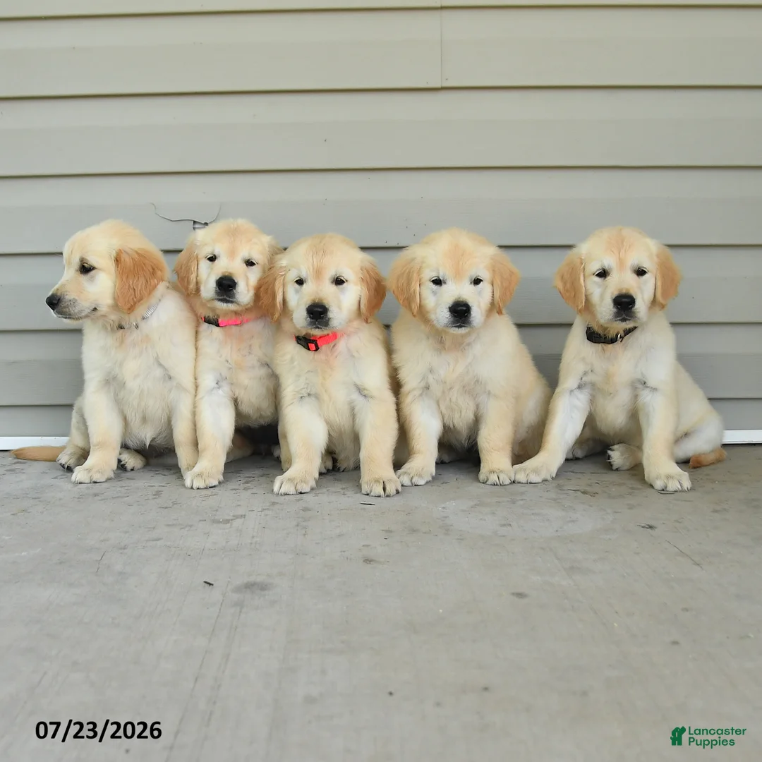 Golden Retriever dogs for sale: Rango - Ad 3