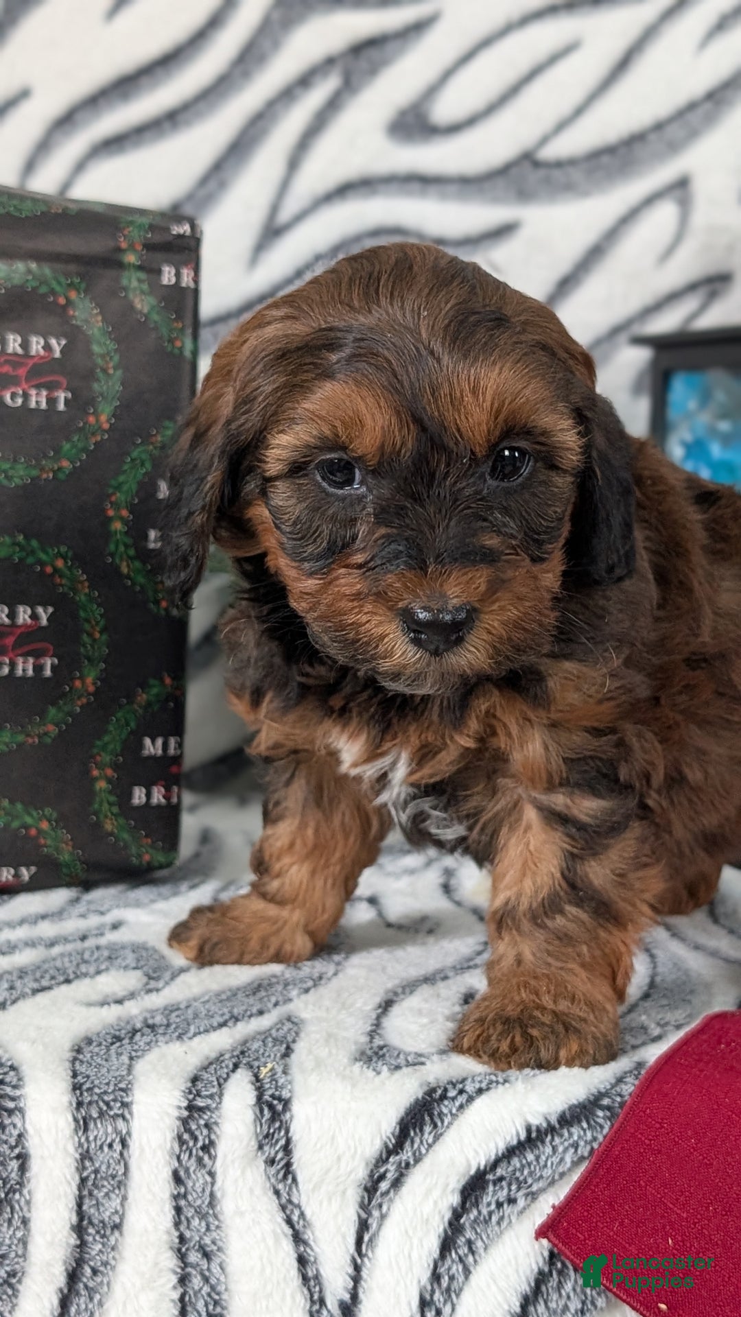 Mixed Breed dogs for sale: Addi - Ad 7