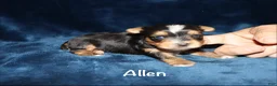Yorkshire Terrier dogs for sale: Allen - Ad 1