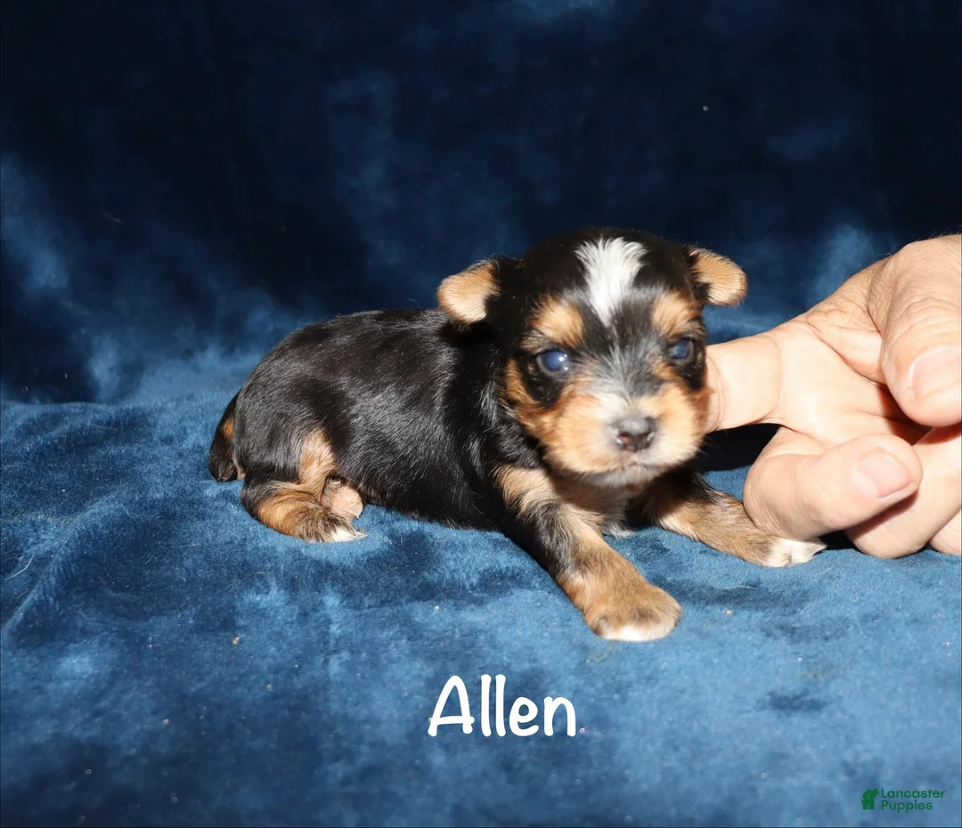 Yorkshire Terrier dogs for sale: Allen - Ad 1