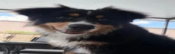 Miniature Australian Shepherd dogs for sale:  1 - Ad 3