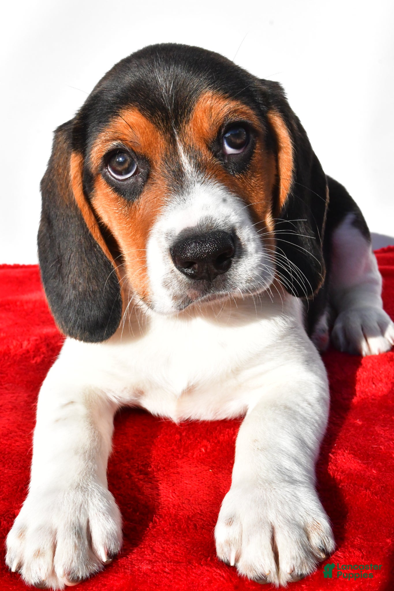Beagle dogs Marvin - Ad 2
