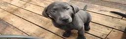 Labrador Retriever dogs for sale: Labrador Retriever lilac - Ad 3