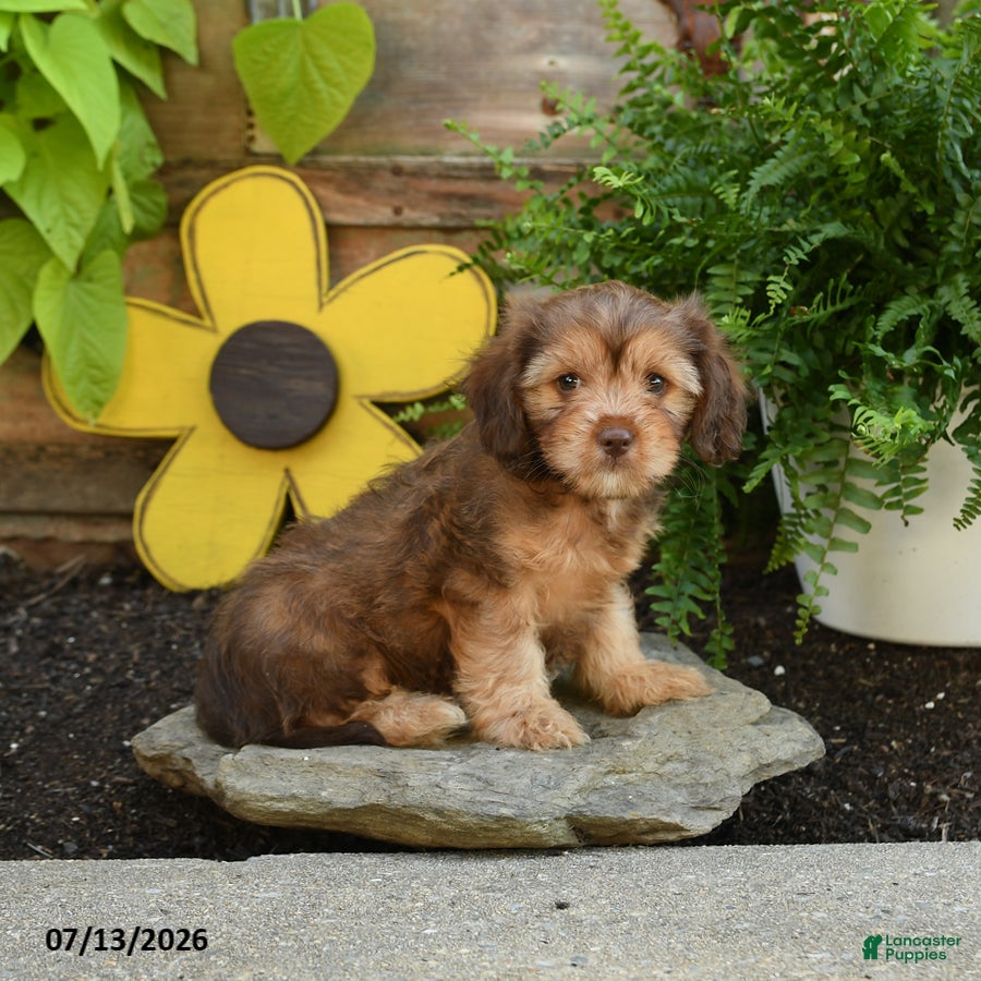 Cavapoo dogs Arlo - Ad 2