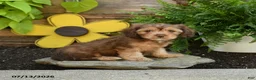 Cavapoo dogs for sale: Arlo - Ad 2